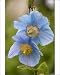 Photographic Prints of A Himalayan blue poppy from Ardea Wildlife Pets