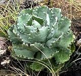 10 Agave Isthmensis Zeroscape Xeriscape Go Green plant seeds - B001U81GXQ
