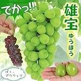 国華園　果樹苗　ブドウ　雄宝　2株