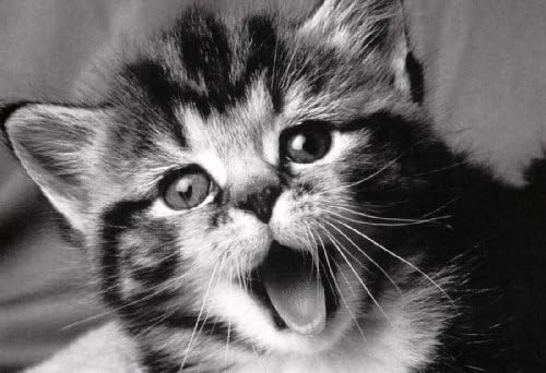 Cute Kitten Poster, Kittens, Kitten Meowing, Baby, the Cats Meow