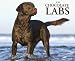 labrador3  - Chocolate Labs 2010 Wall Calendar 13 X 105