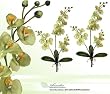 TWO 30" Phalaenopsis Orchid Artificial Silk Flower Bendable Sprays