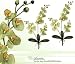 TWO 30" Phalaenopsis Orchid Artificial Silk Flower Bendable Sprays
