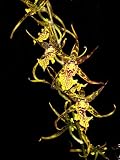 Banfieldara Gilded Tower orchid Near Blooming Size
