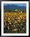 Field of Common Sunflowers, Abajo Mountains, Monticello, Utah, USA Botanical Framed A...