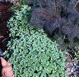 Greek Oregano Herb 4 Plants - Good Scents - Organum