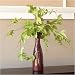 Potato Vine Foliage - Set of 6, Green