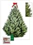 The Christmas Tree Company Fresh-Cut Premium Fraser Fir Christmas Tree, 7-8 Feet Tall