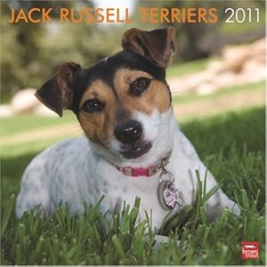Jack Russells (Intl) 2011 Square 12X12 Wall by BrownTrout Publishers Inc