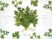 Glass Chopping Board - Herb Potage (40x30cm)