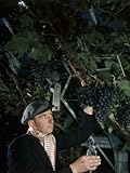 IMAGE OF Gardener Clips Bunches of Black Hamburg Grapes Inside a Greenhouse Premium Photographic Poster Print by B. Anthony Stewart, 18x24