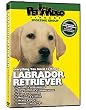Labrador Retriever DVD + Dog & Puppy Training Bonus