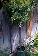 Wonderful Pomegranate Topiary -- 12 by 12 Inch Container by Monrovia Growers