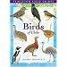 Birds of Chile (Princeton Field Guides)
