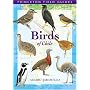 Birds of Chile (Princeton Field Guides)