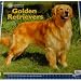 Golden Retrievers - American Kennel Club 2010 Wall Calendar