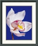 Orchid, Pure White On Reflex Blue Framed Art Print by Michael Banks, 16.21 in. x 20.08 in. Framed