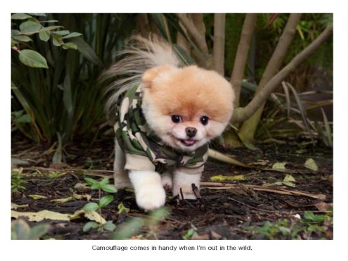 Boo: The Life of the World's Cutest Dog [Hardcover]
