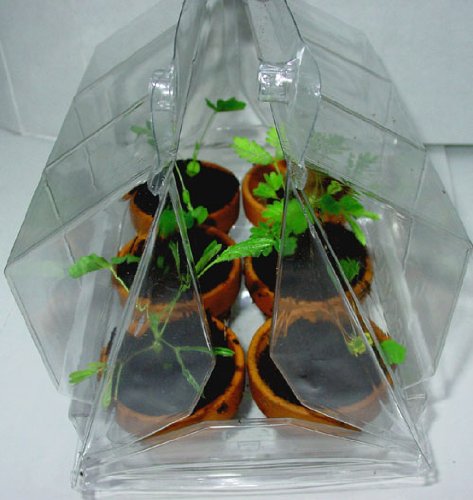 Tickle Me Plant Deluxe Greenhouse Kit