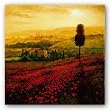 Shades Of Poppies by Steve Thoms 12"x12" Art Print Poster