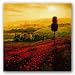 Shades Of Poppies by Steve Thoms 12x12 Art Print Poster