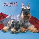 Schnauzers, Miniature 2008 Square Wall Calendar
