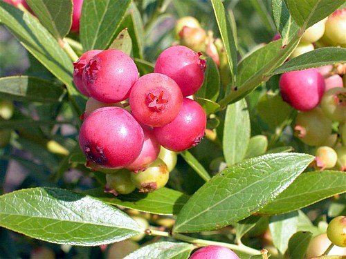 Pink Lemonade Blueberry Plant - 4 PotB005IAKRFA
