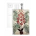 Fern with red and yellow flowers, plate from a seed merchants in Oisans (gouache on paper) by French School - Postcard (Pack of 8) - 6x4 inch - Art247 Highest Quality - Standard Size - Pack Of 8