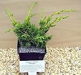 Shimpaku Chinese Juniper True Bonsai - SALE*