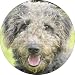 from Fridge Magnets Beddlington Terrier Dog Fridge Magnet Stocking Filler, Ref:AD-BED1FM