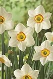 Click for more about Unwins Bulbs - Daffodil High Society 5 prepacked bulb(s) - Unwins.
