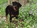 Rottweiler Dog in Woodland, USA Animals Photographic Poster Print by Lynn M. Stone, 16x12