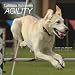 Labrador Retrievers Agility 2009 Square Wall Calendar