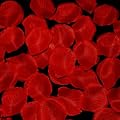 Rosenbl�tter Rosenbl�tenbl�tter rot ca.100 St�ck