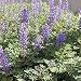 Texas Bluebonnet Seeds