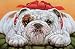 Bulldog Fa La La Boxed Christmas Cards - 16 Cards & 17 Envelopes