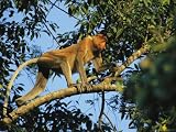 A Young Male Proboscis Monkey, Nasalis Larvatus, Walks Along a Limb Photographic Poster Print, 24x18