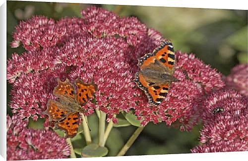 Canvas Prints of Butterfly from Country Life 