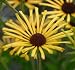 Henri Eilers Rudbeckia