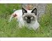 Photographic Prints of Siamese Cat, female portrait lying in grass among flowers from Ardea Wildlife Pets