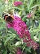 'Pink Delight' Butterfly Bush - Buddleia - Perennial - 4