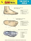 Foot & Ankle Anatomy EXAM Notes (EXAM Notes Reference Charts)
