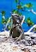 Learning About Reptiles - Raising a Reptile as a Pet