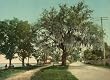 Gulfside, Biloxi, Mississippi, 1901 - Print of a Vintage Photochrom Image from the Library of Congress Collection