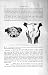 Natural History 1894 Skull Domestic Yak Wild Animal