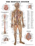The Nervous System