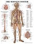 The The Nervous System Anatomical Chart