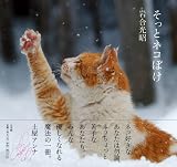 そっとネコぼけ 画像