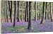 BLUEBELLS - in wood - Official Canvas 20x16 (51x40cm) by Ardea