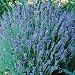Lavender - Lady - 500 Seeds